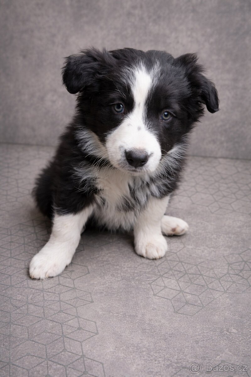 Štěňátko - Border kolie - 2