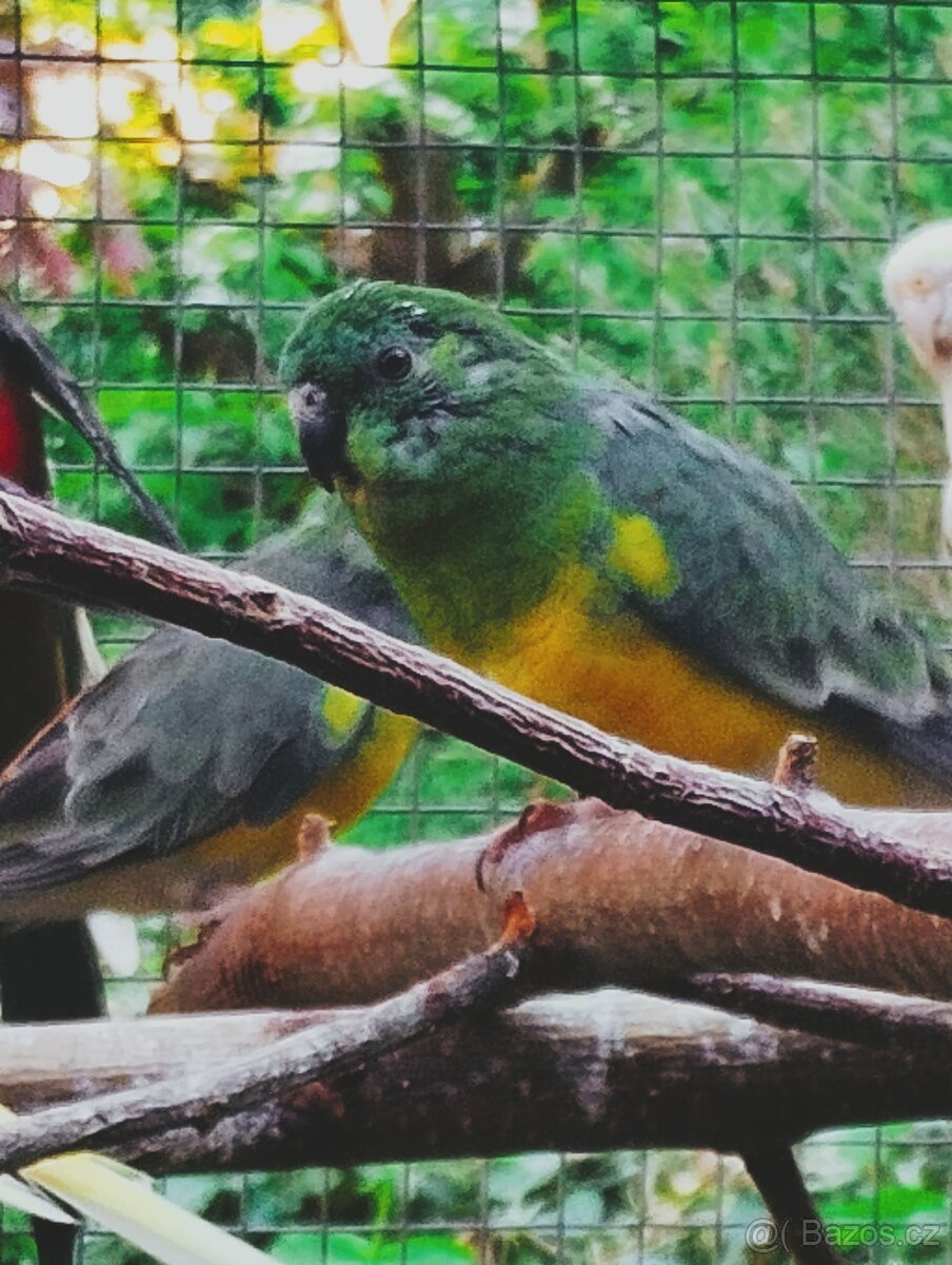 PAPOUŠEK ZPĚVAVÝ - 2