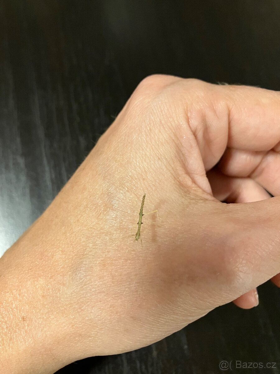 Pakobylka rohatá - 2