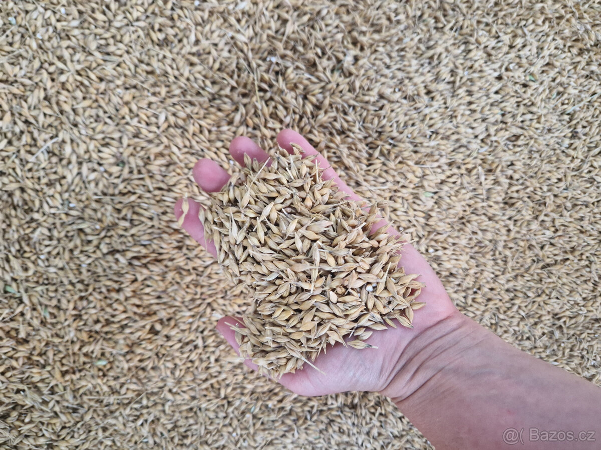 Ječmen, pšenice - 2