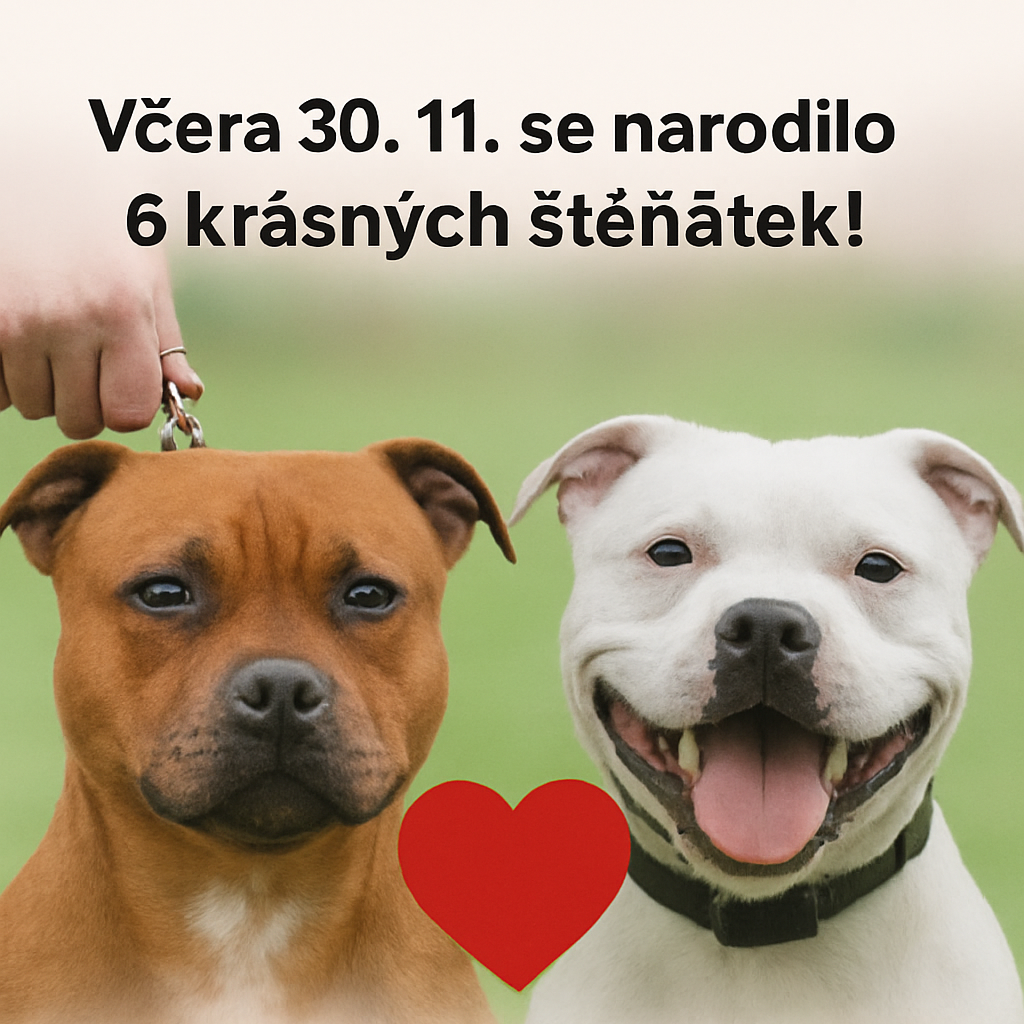 Stafordšírský bullterier - 2