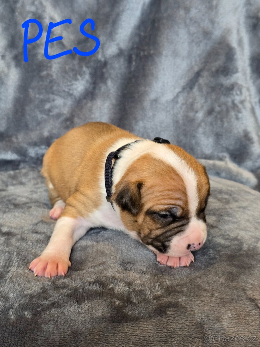 Americký stafordšírský teriér - 2