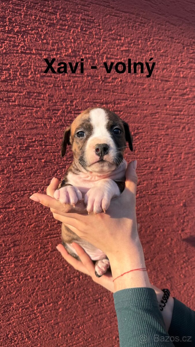 Americký stafordširský terier - 2