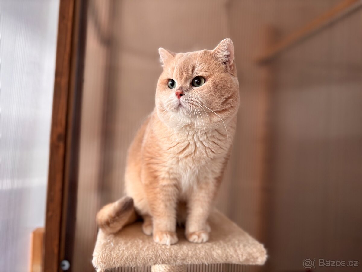 Britský kocour z pp - 2