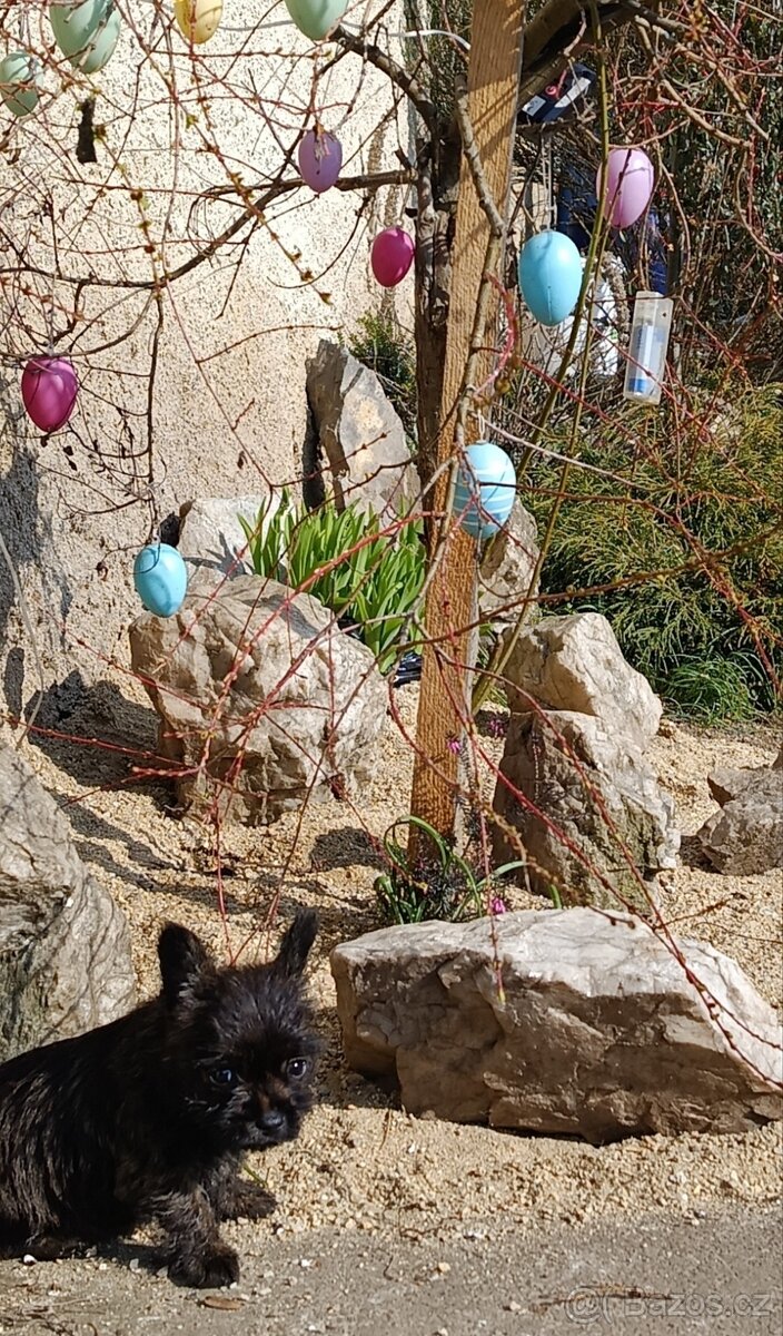 Jorkšírský teriér - 2