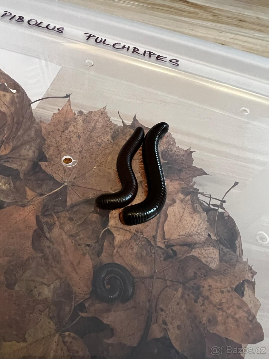 Prodej - Mnohonožka červená (Epibolus pulchripes) - 2