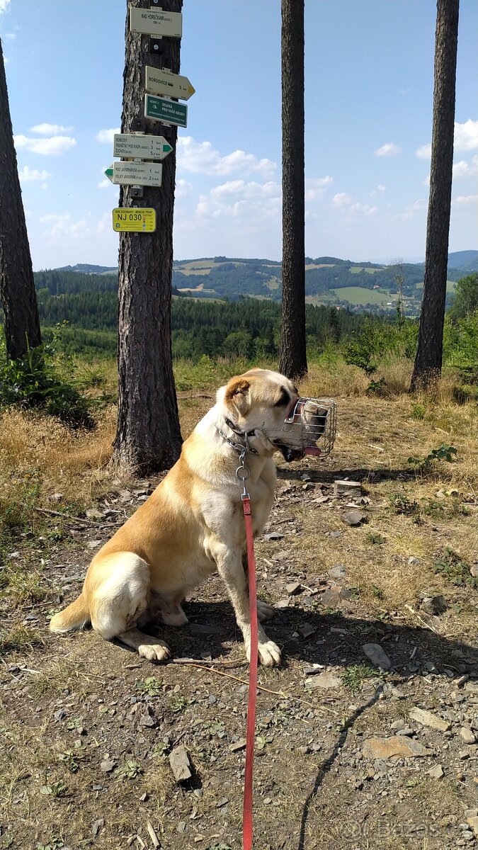 Středoasiat ke krytí - 2