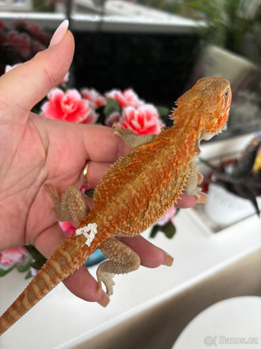 Agama vousata - samice - 2