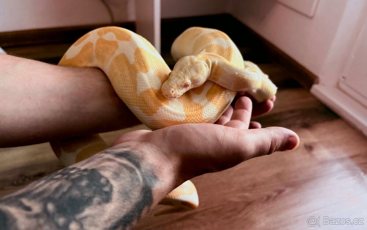 Python regius 0.1 krajta - 2