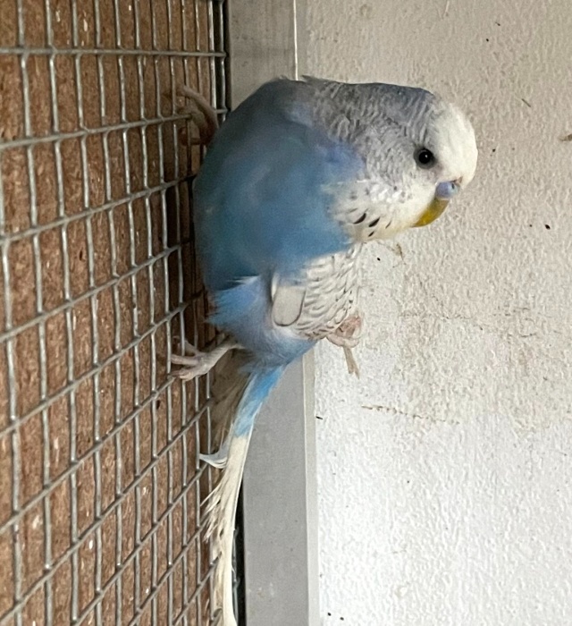 Mladé andulky modré - Andulka vlnkovaná - 2