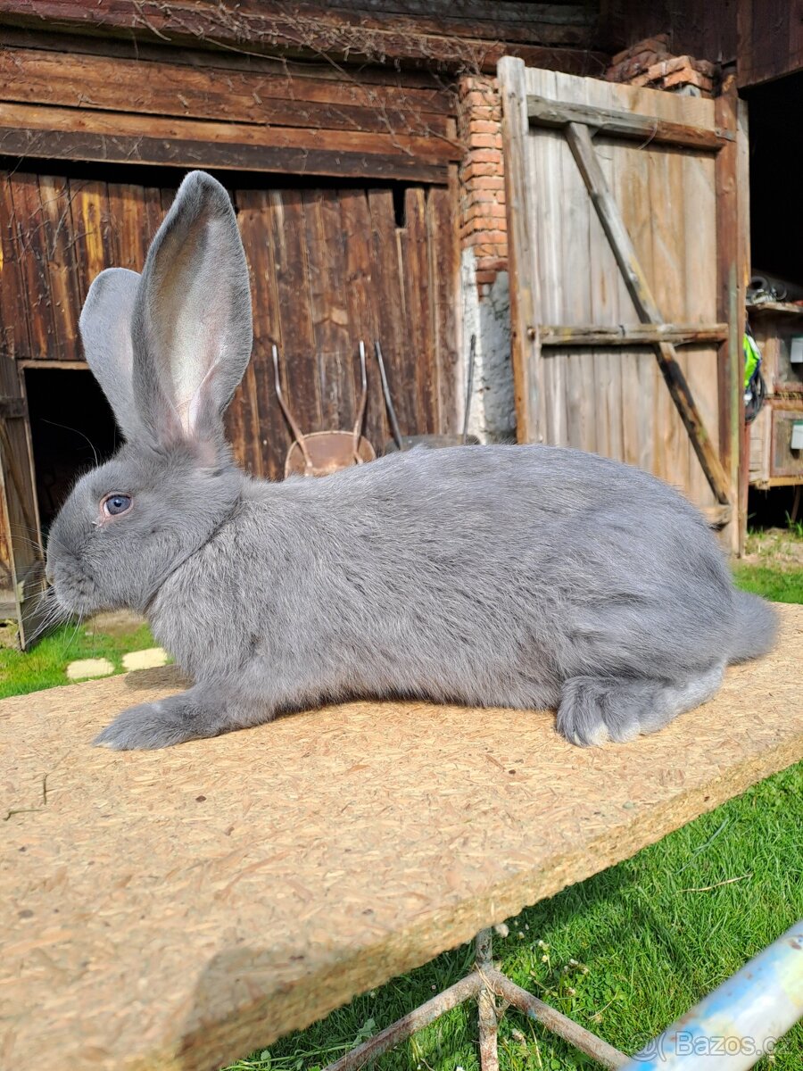 Belgický obr modrý - 2