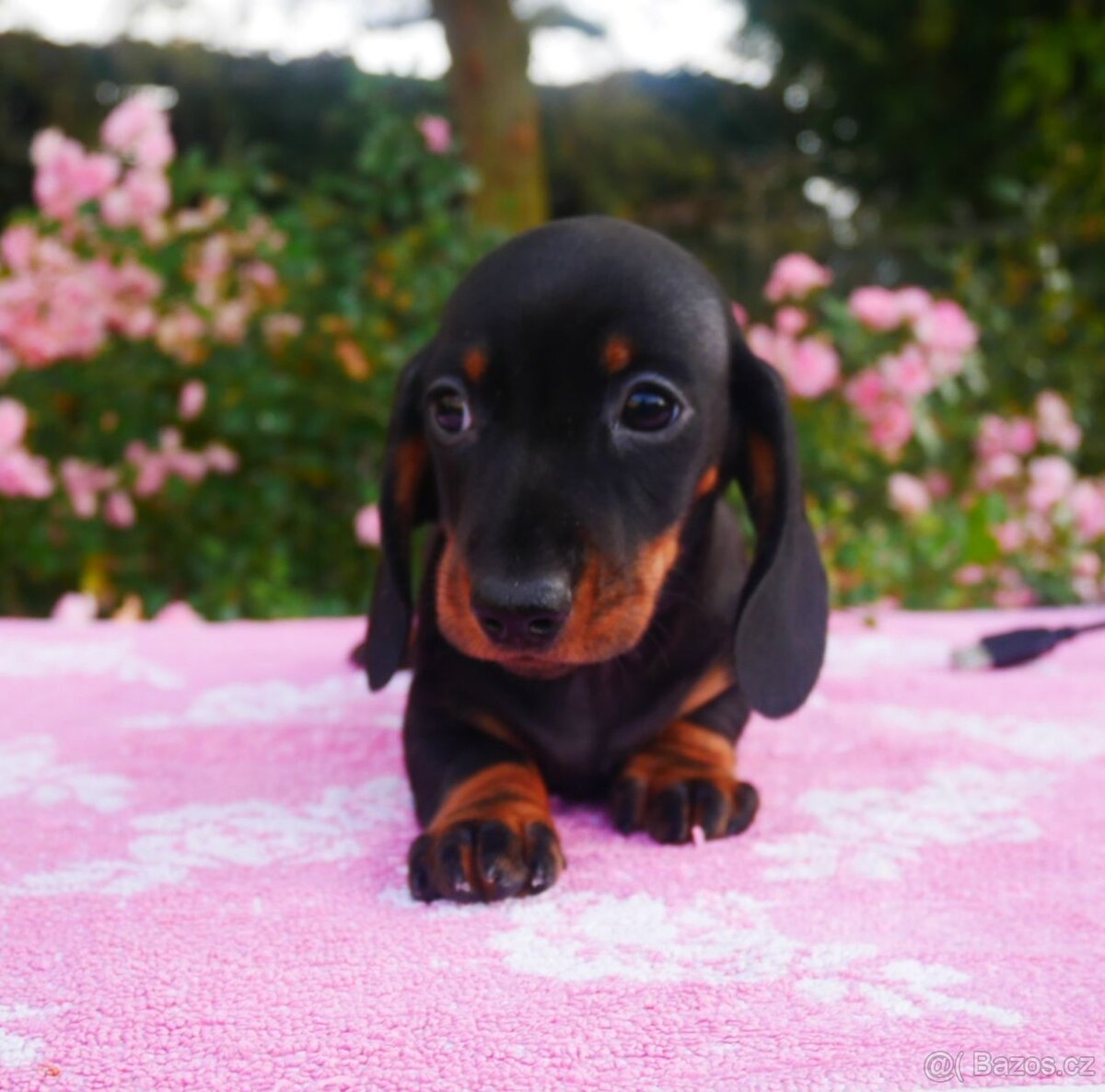 Jezevčík trp./král. hladkosrstý - 2