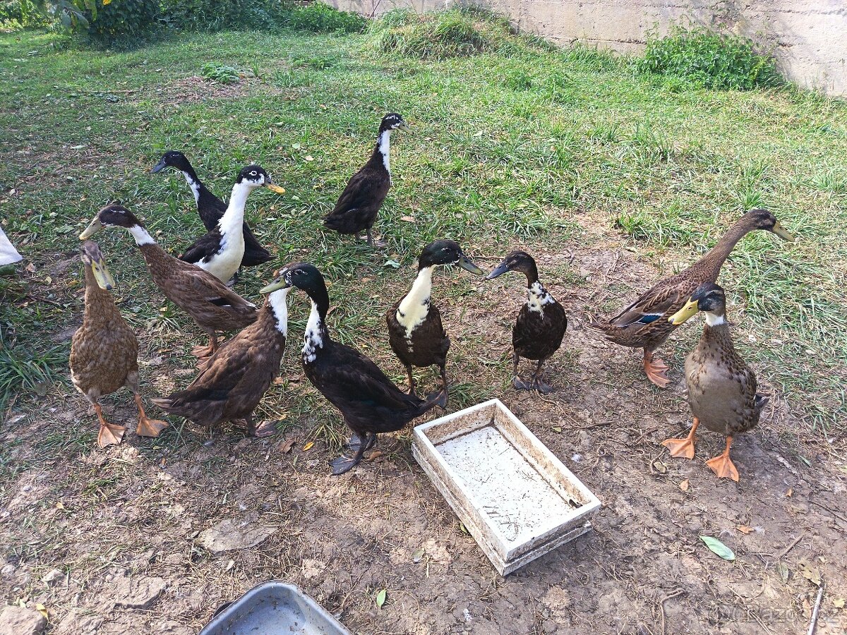 Prodám kachny /Indický běžec/ - 2