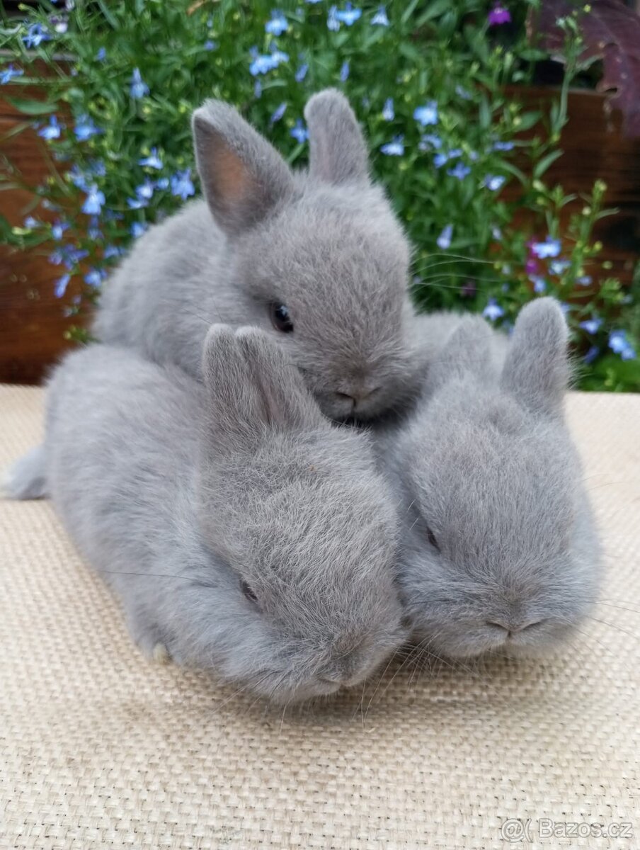 Zakrslý králík - 2
