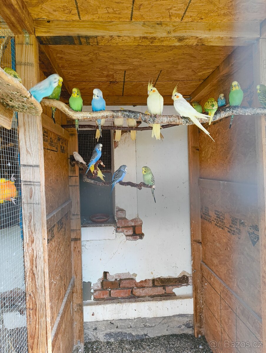 Prodám letošní mláďata korel a andulek - 2