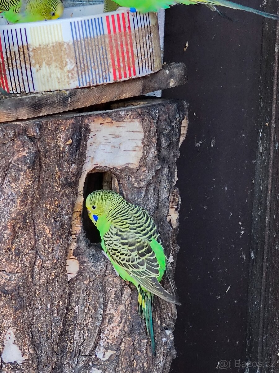 Andulka přírodní vlnkovaná - 2