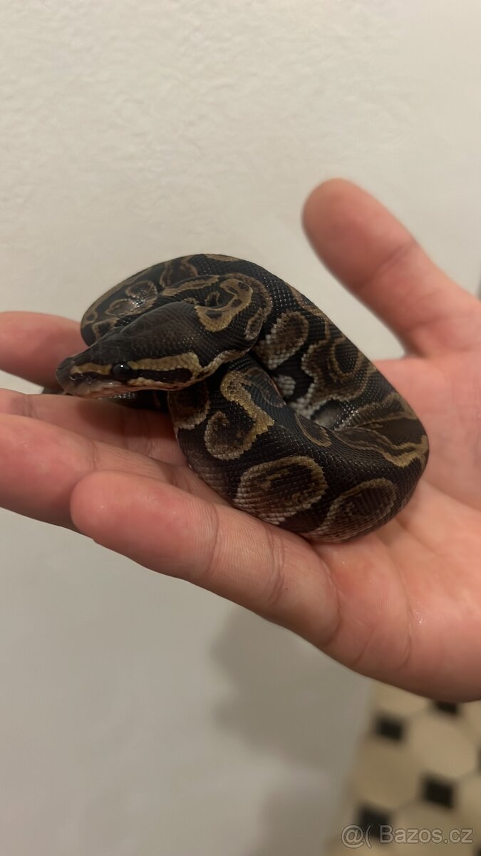 Krajta královská - 2