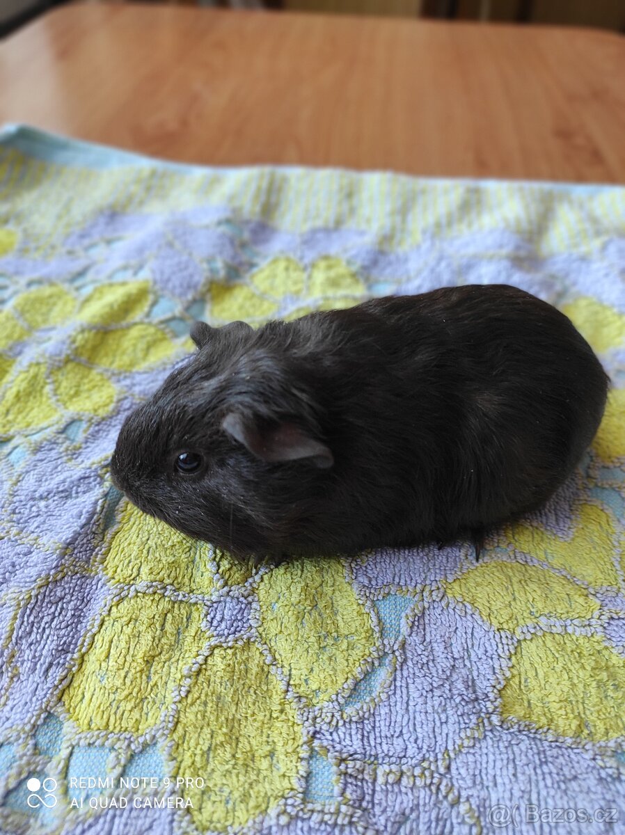 SKG skinny morče - 2