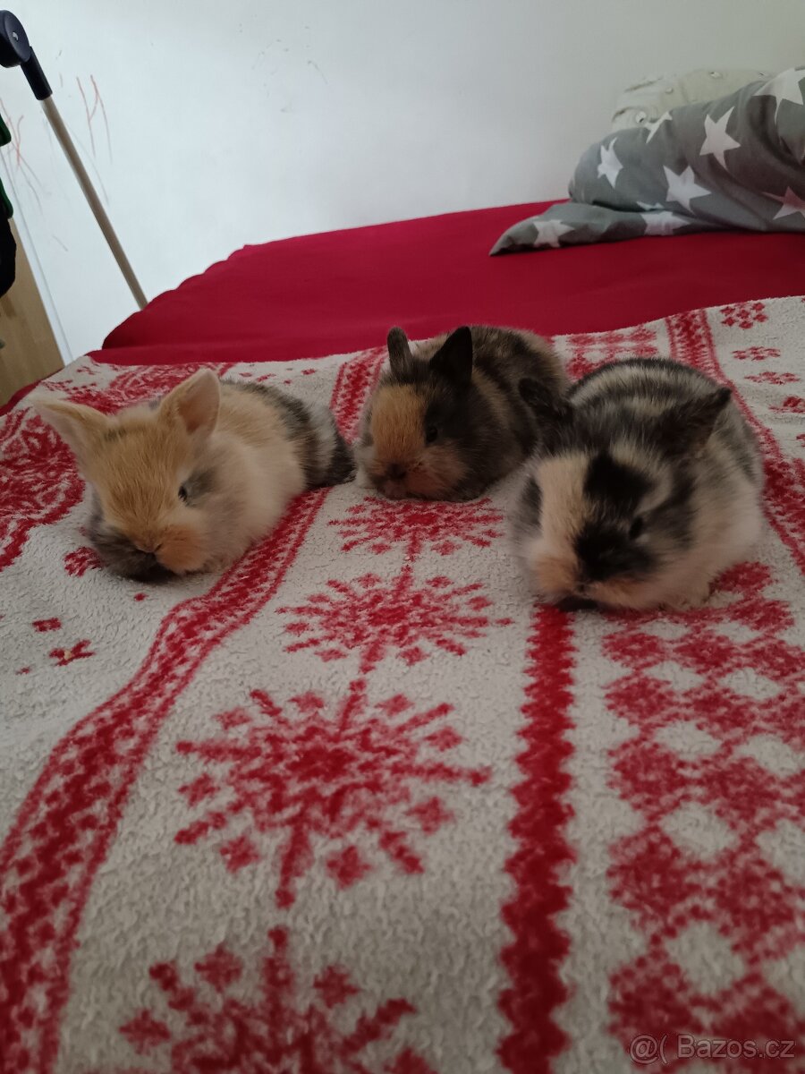 Zakrslý králík králíček - 2