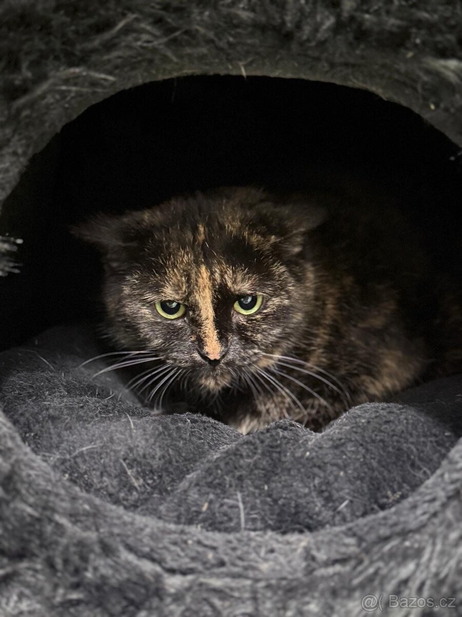 Čikina, plachá kočička - 2