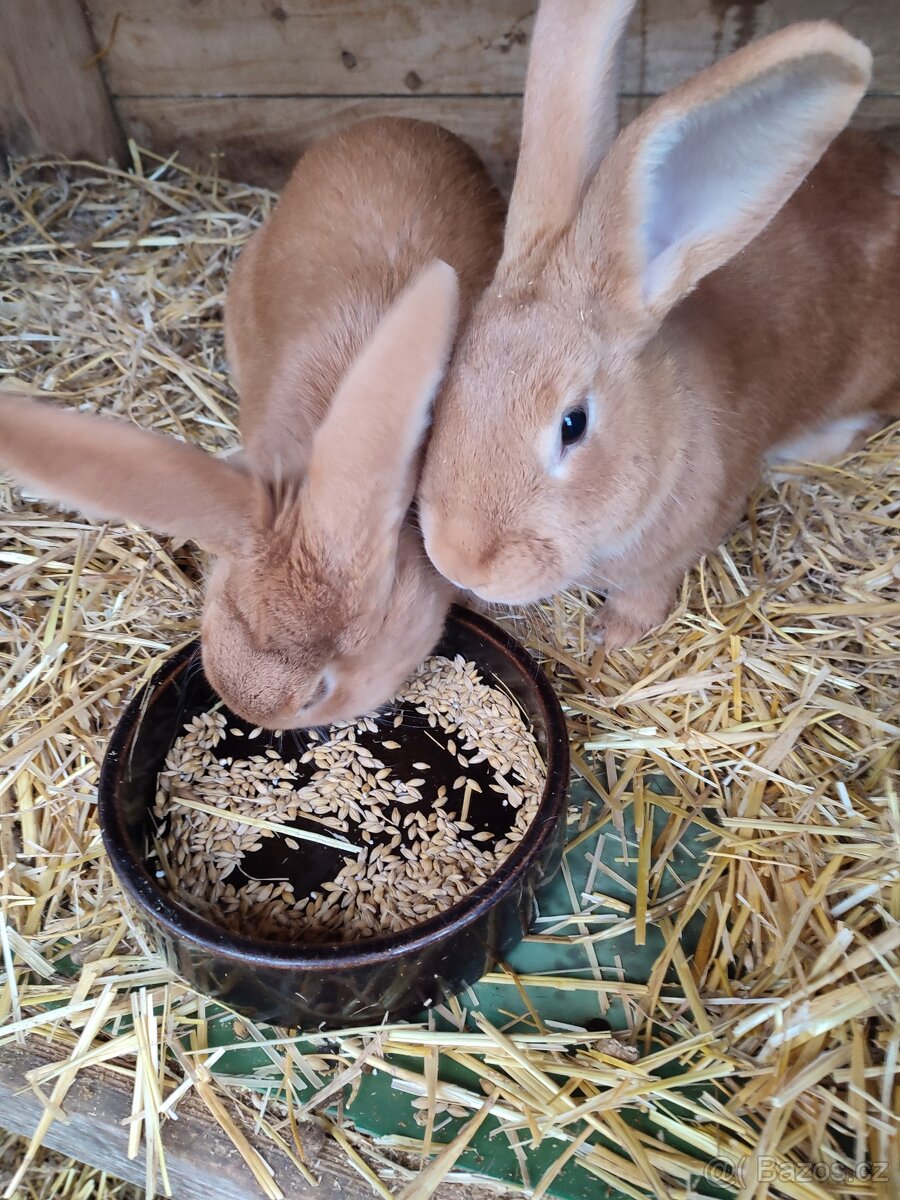 Králík burgundský - samička - 2