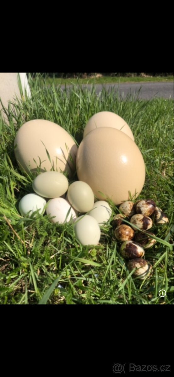 Pštrosí vejce - 2