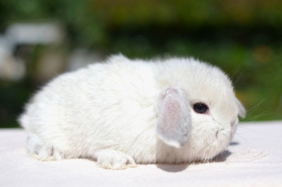 Sameček Bastien - 2