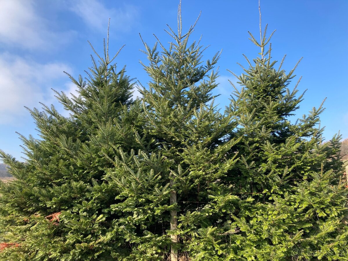 vánoční stromky - 2