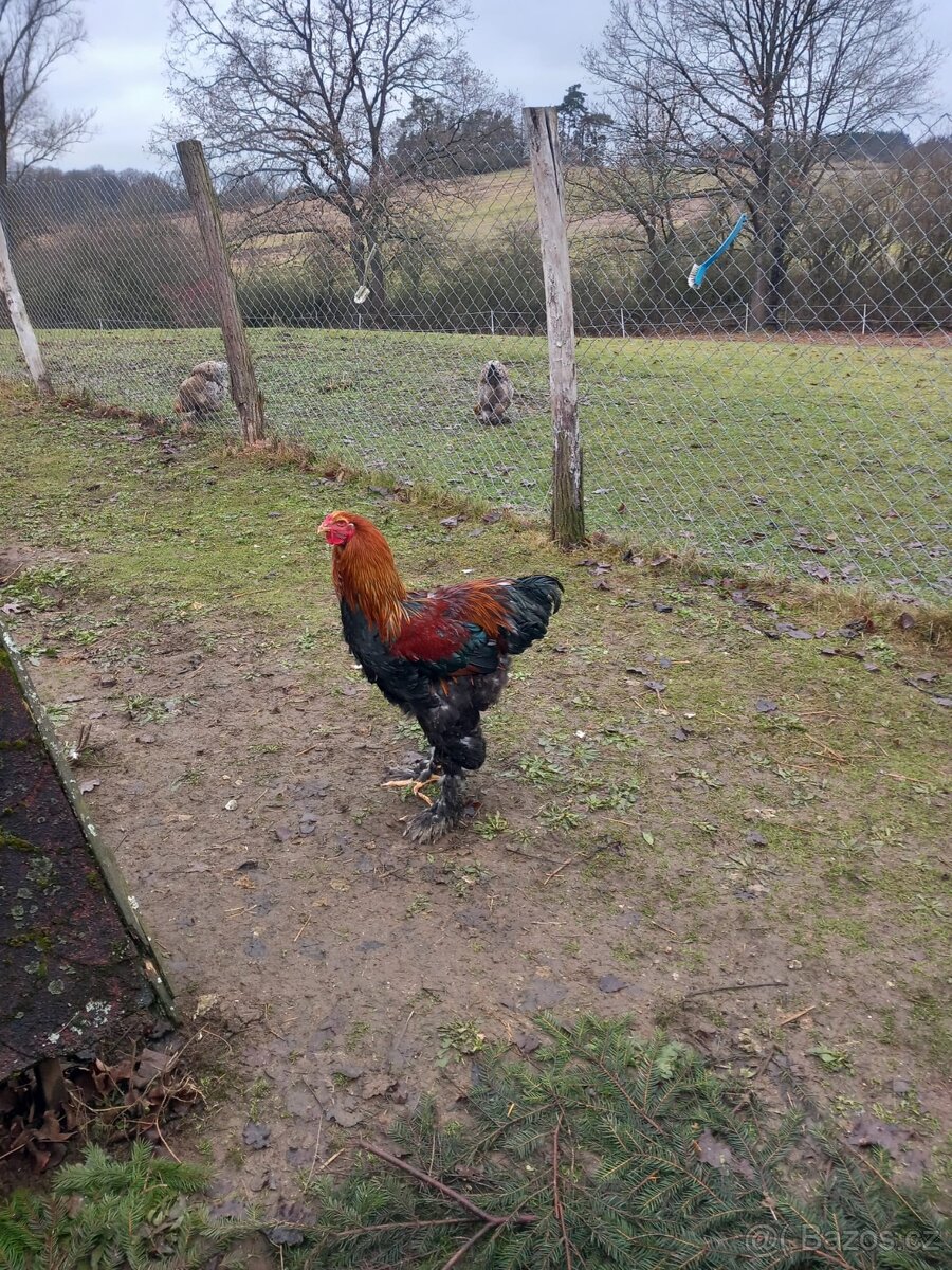 Prodám kohouta Brahmanky koroptví vlnité - 2