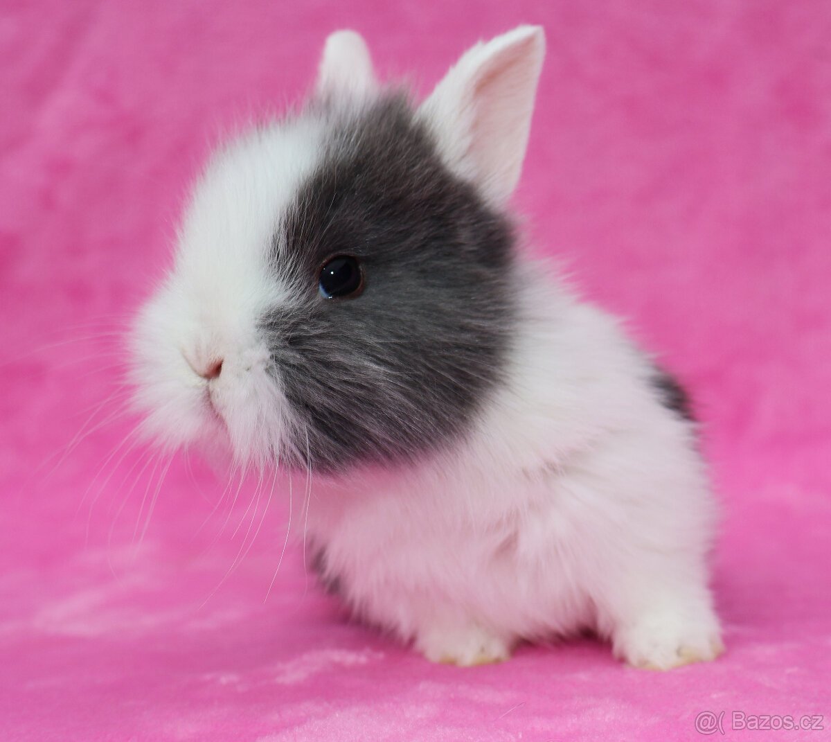 Zakrslý krátkouchý králíček WO sameček - 2