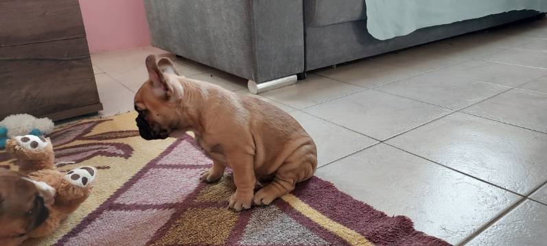 Francouzský buldoček - 2