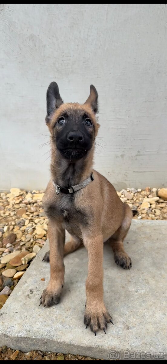 Belgický ovčák Malinois s PP - 2