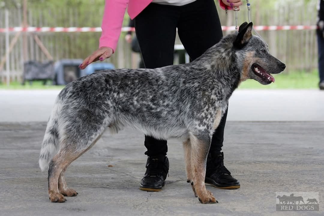 Nabízím krytí- ACD s PP - 2