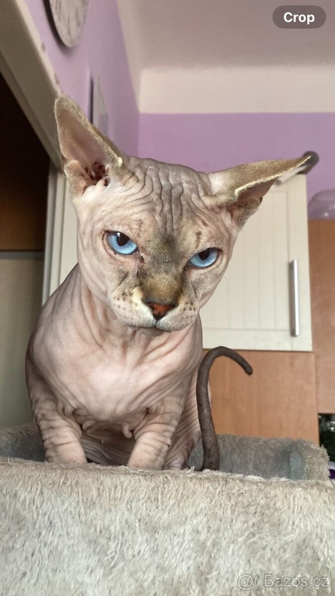 Sphynx - 2