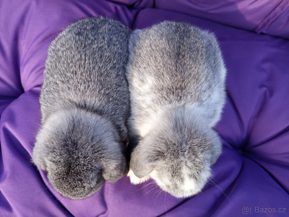 Zakrslí beránci - samečkové - 2