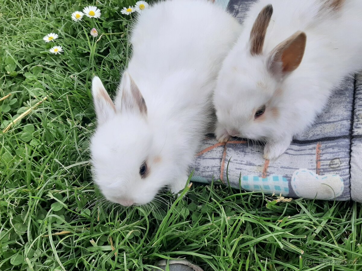 Kraličci zakrslí - 2