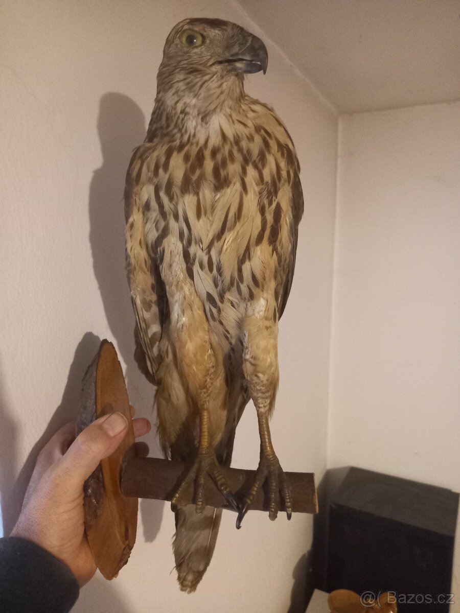 Preparace ptáků - 2