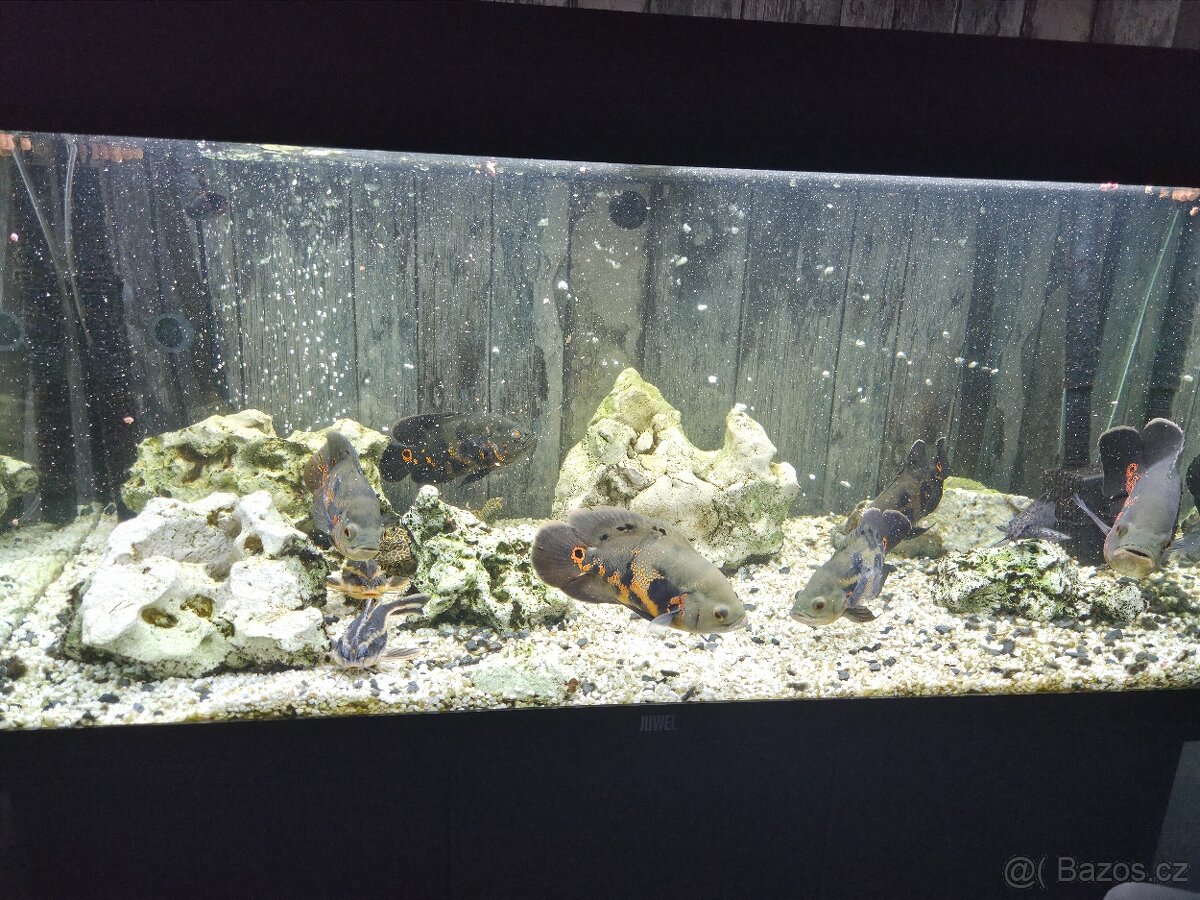 Akvarium 180l - 2