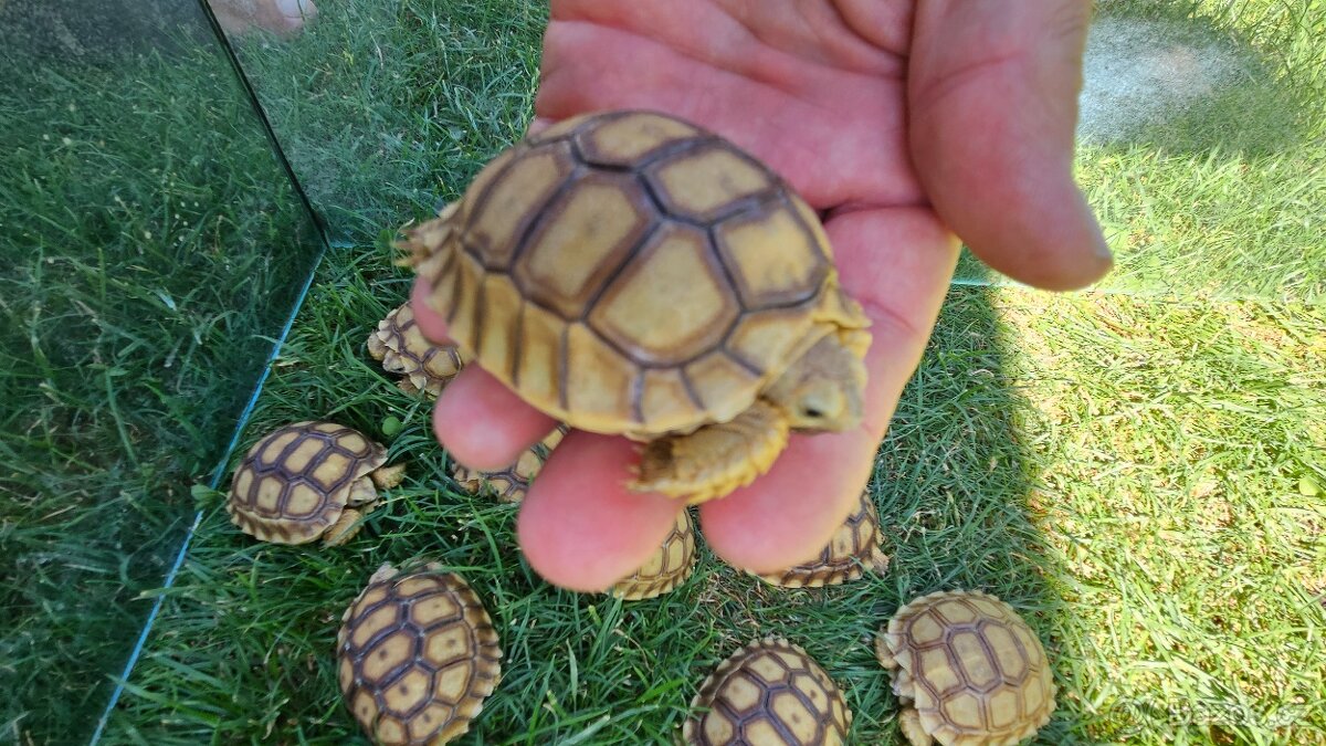Želva ostruhatá (Centrochelys sulcata) - 2