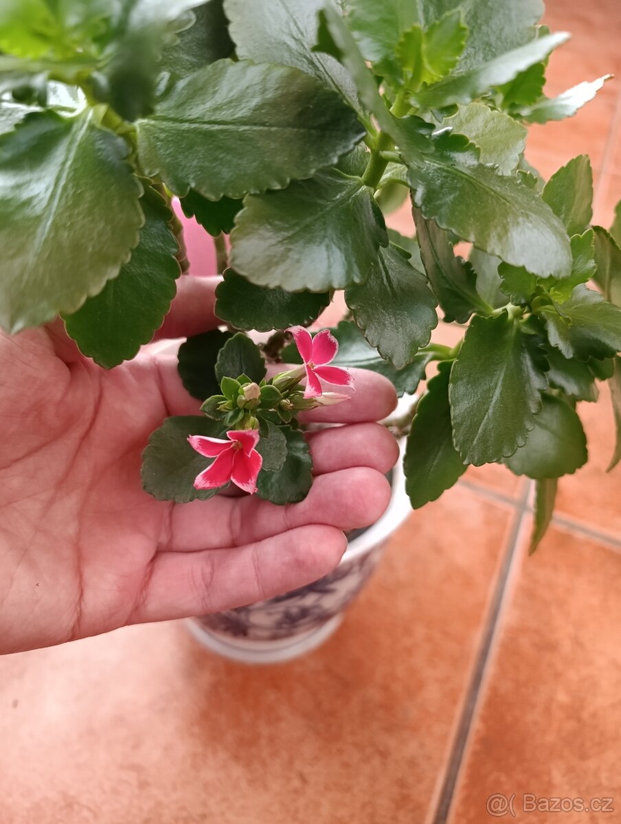 Kalanchoe a rýmovník - 2
