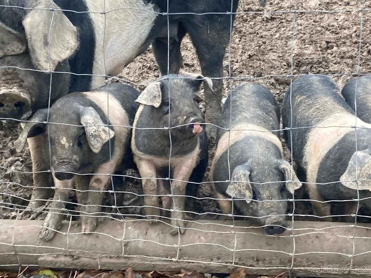 Prodám selata na výkrm - 2