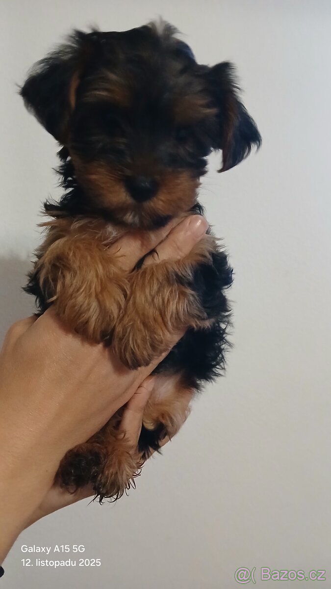 Štěňátka Jorkširsky teriér - 2