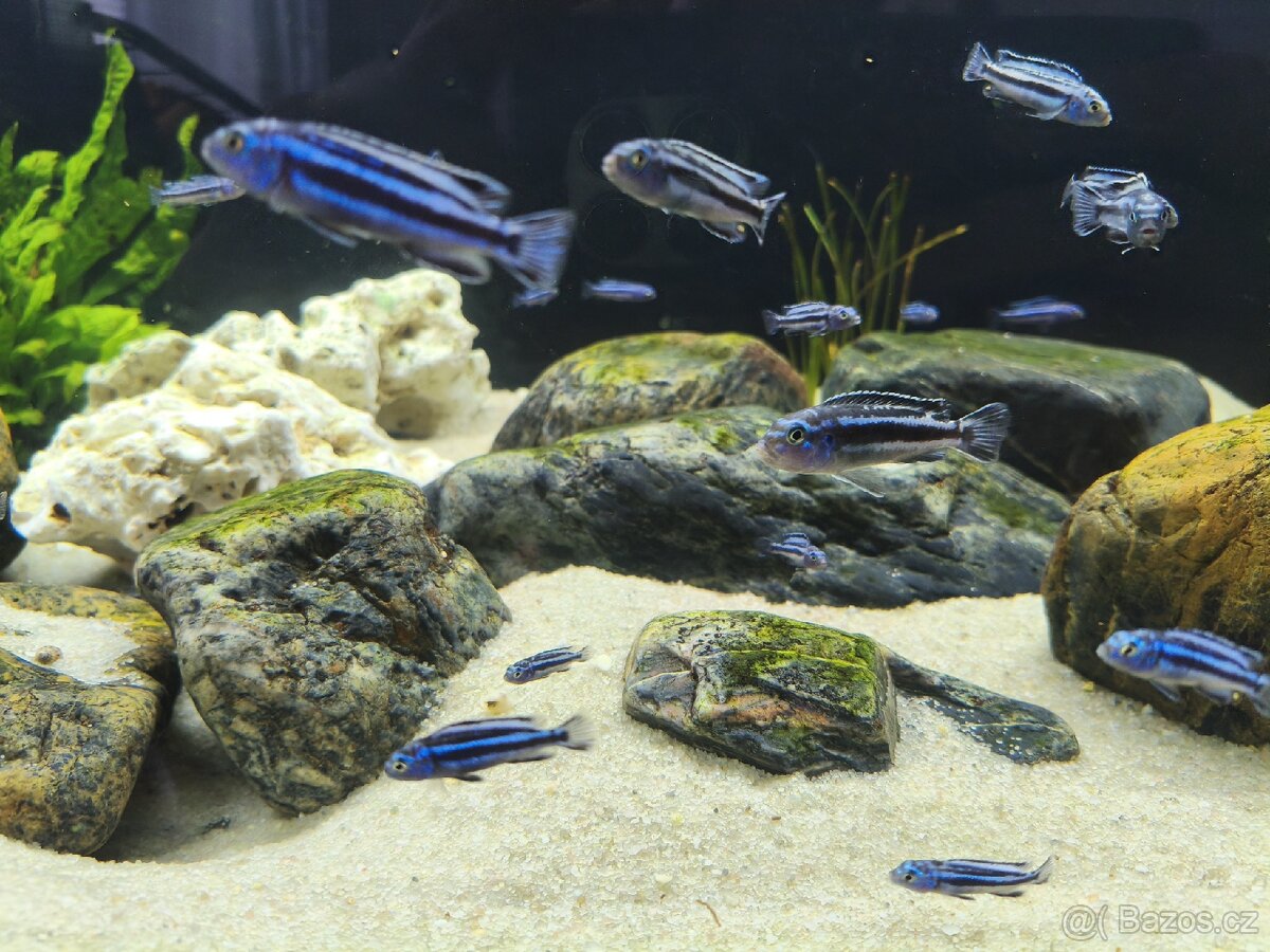 Tlamovci (melanochromis maingano) - 2