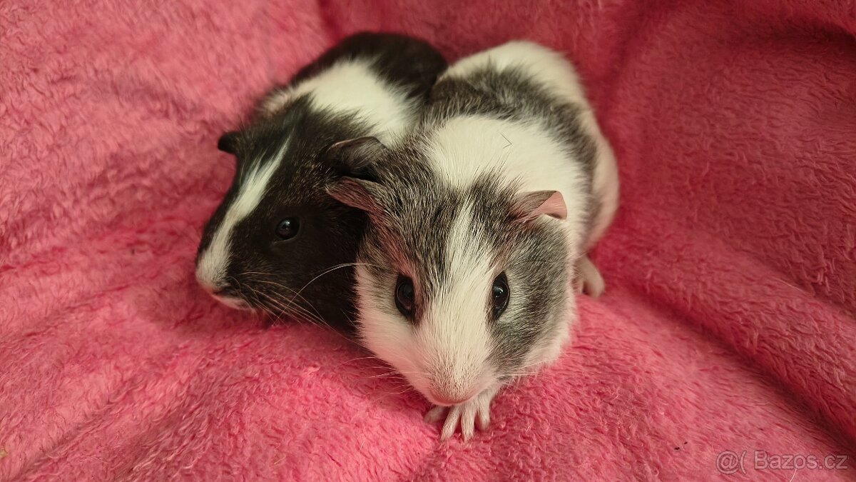 Mláďata morče - 2