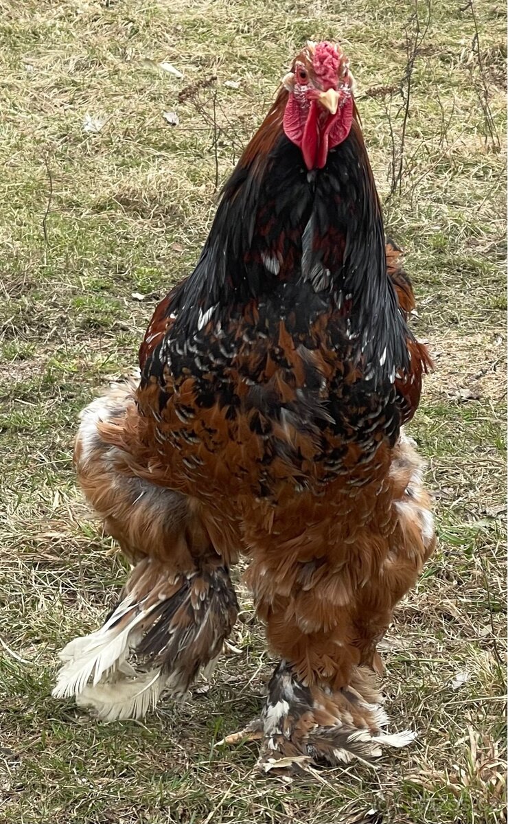 Brahmanky velká (porcelánová) - 2