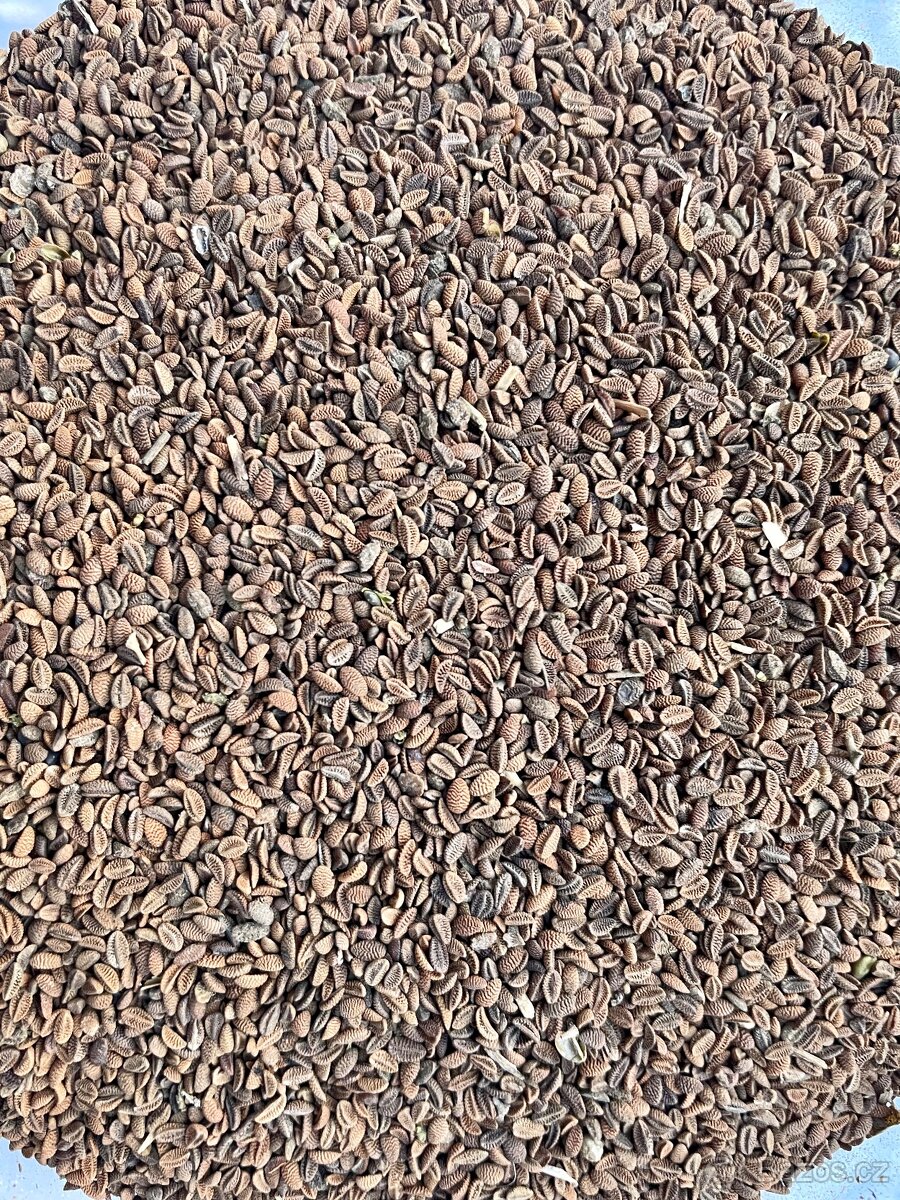 Svazenka vratičolistá - 2