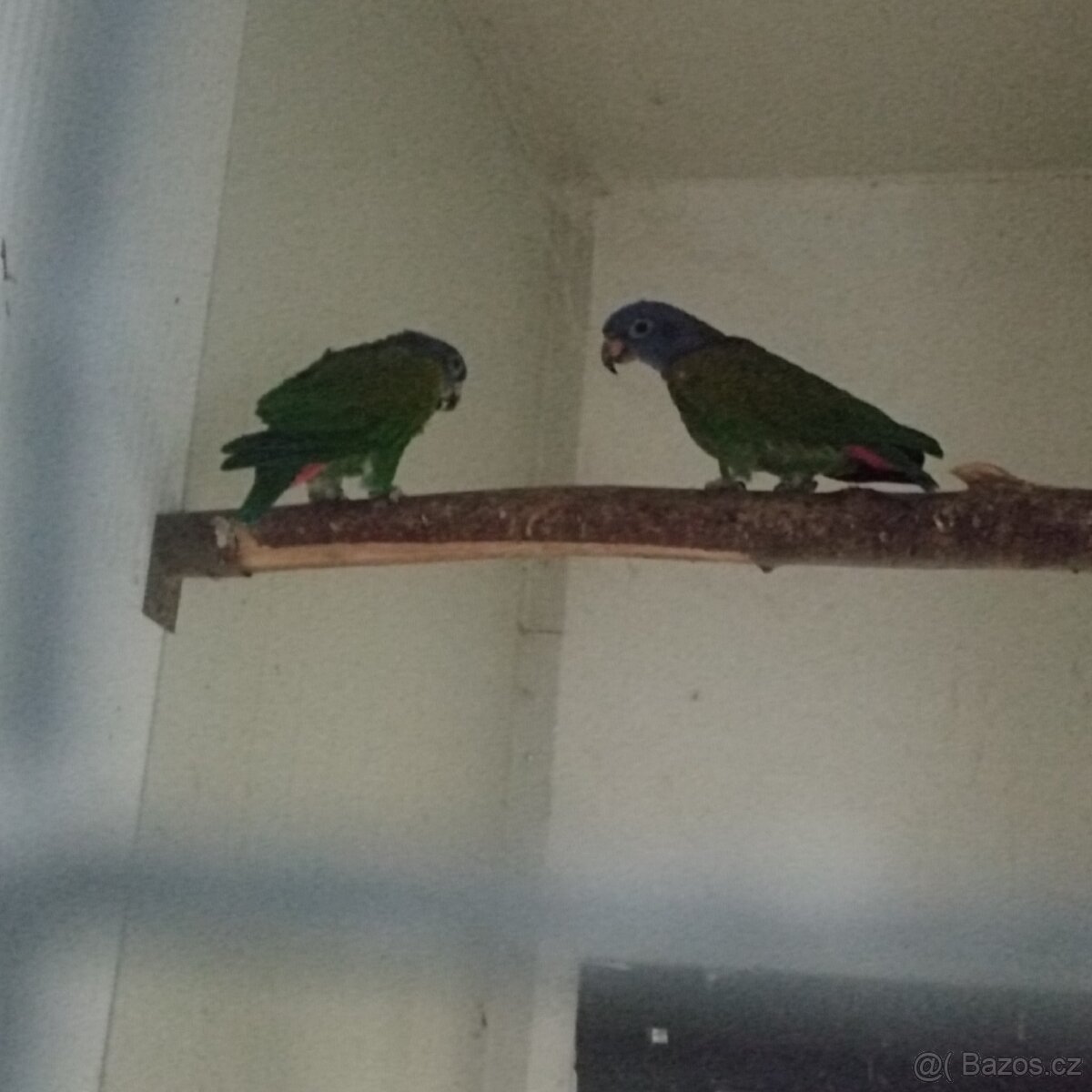 Amazonek modrohlavy - 2