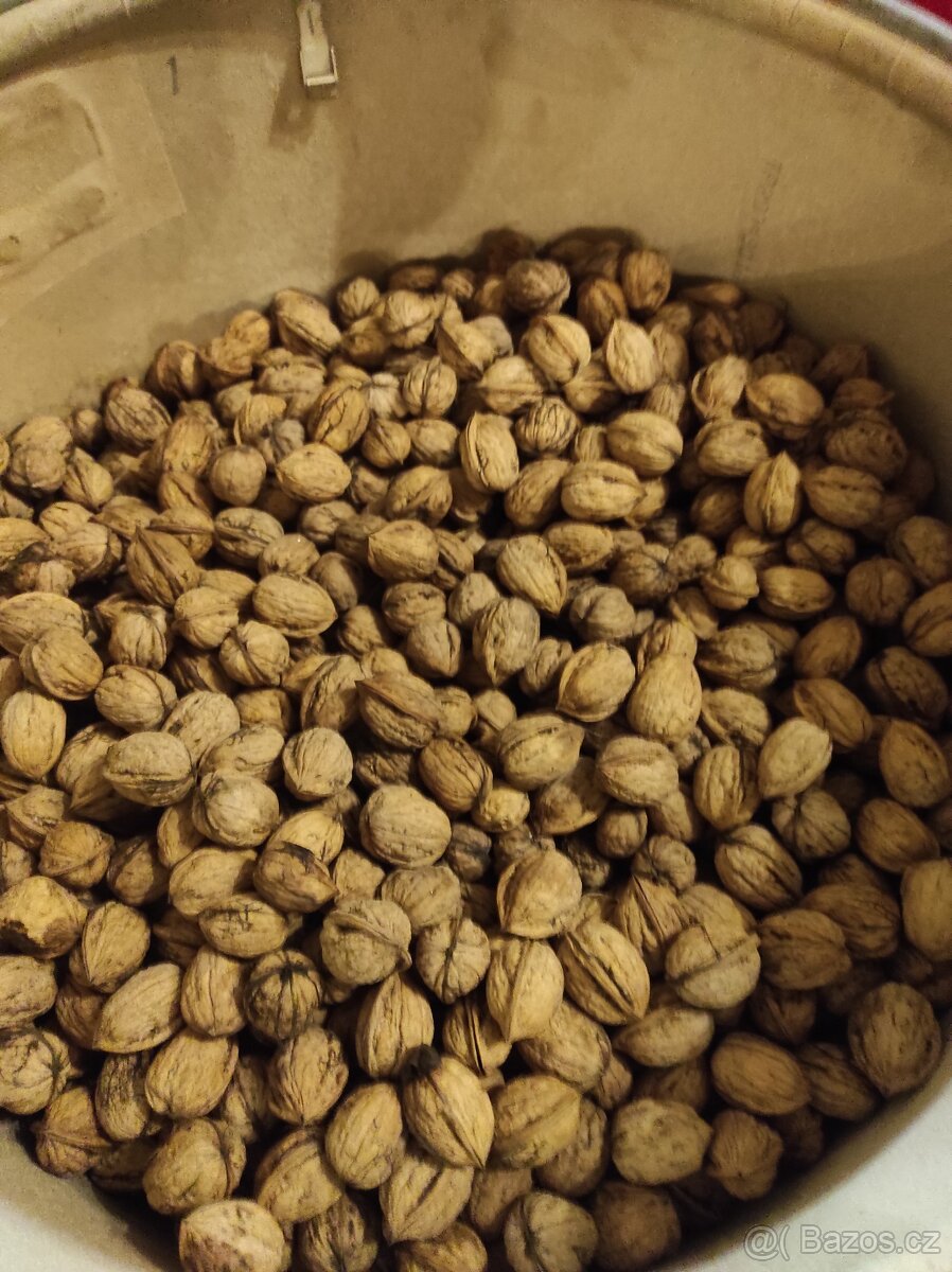 Vlašské ořechy - 2