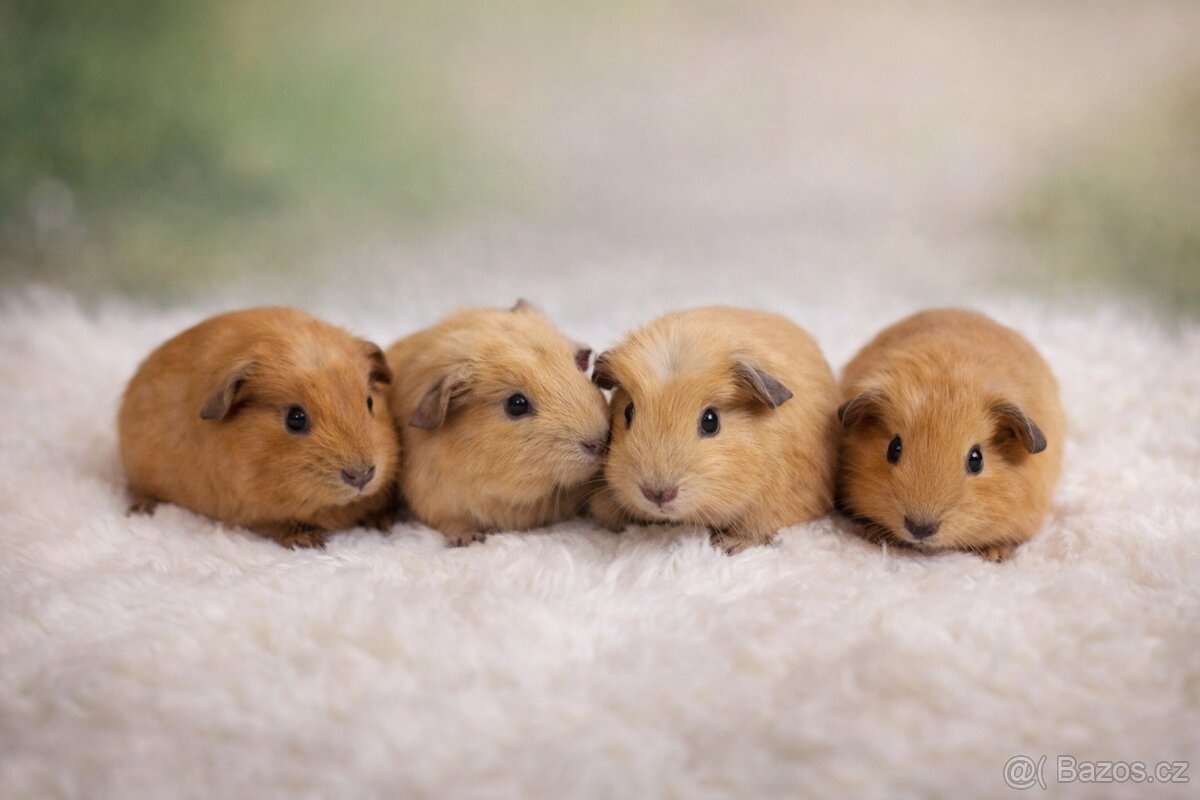 🧡🐹 Roztomilá morčátka anglický crested 🐹🧡 - 2