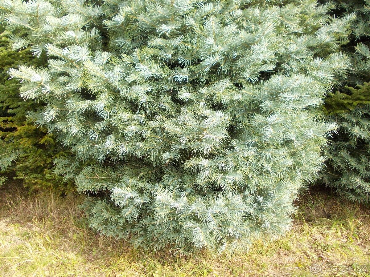 Jedlové větve. - 2